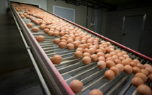 Oeufs contaminés: des tests menés sur la viande de poulet, le scandale s'étend