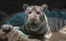 Un tigre baptisé "Gignac" en l'honneur de l'attaquant français de Monterrey
