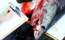 Galapagos: un équipage chinois détenu pour pêche illégale de requins