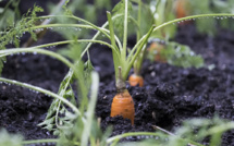 Canada: une précieuse bague perdue retrouvée autour d'une carotte