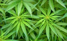 Le cannabis légal en Uruguay? Les banques ne veulent rien savoir