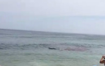 Panique à la plage: un requin attaque un phoque près des baigneurs