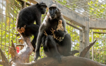 Touchante histoire d'amour maternel entre une macaque et un poulet