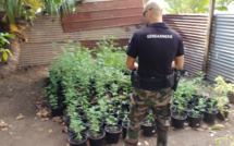 Plus de 500 plants de cannabis découverts à Taiarapu Ouest