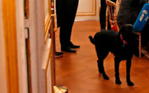 Macron installe Nemo, un labrador noir croisé de griffon, à l'Elysée