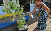 Mahina : l'école Fareroi Maternelle développe la permaculture