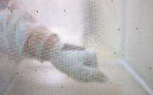 Les médecins italiens perplexes après un cas mortel de paludisme