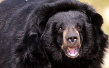 Canada: un ours attaque un chasseur à l'arc dans un arbre