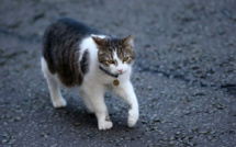 Var: six mois de prison ferme avec mandat de dépôt pour avoir tué un chat