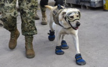 Frida, la chienne héroïque qui a conquis le Mexique après le séisme