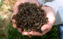 Uruguay: le fipronil, à l'origine du scandale des oeufs en UE, décime des abeilles