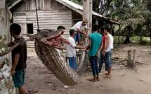 Indonésie: un python attaque un homme, il finit en friture