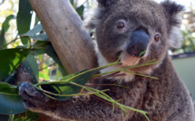 Les élans contrariés d'Irène, jeune femelle koala