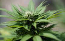 La légalisation du cannabis peut faire augmenter la consommation