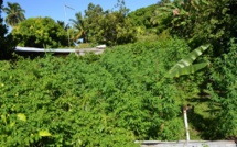 Plus de 1 600 plants de cannabis découverts à Tahiti, aux Tuamotu et aux Raromatai