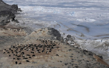 Des milliers de poussins de manchots Adélie meurent dans l'Antarctique