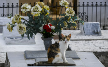 Pacte avec le diable? Quand des chats veillent sur une tombe en Colombie