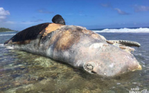 Un cachalot de 20 tonnes échoué en Polynésie