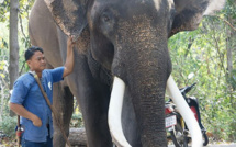 Thaïlande: un éléphant ex-acteur tue son propriétaire