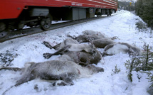 Norvège: nouvelle collision sanglante entre un train et des rennes