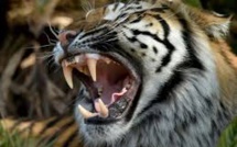 Indonésie: un tigre déchiquète une employée d'une plantation d'huile de palme