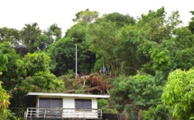 Un arbre déraciné dans le quartier Amiot