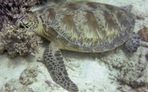 Climat: de plus en plus de tortues femelles en Australie