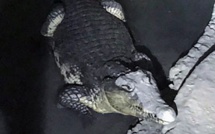 Russie: à la recherche d'armes, la police tombe sur un crocodile