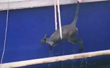 Un wallaby sauvé par un ferry dans le port de Sydney