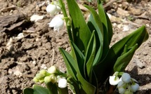 Un brin de muguet pour le 1er mai