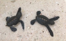 Moorea : Deux petites tortues trouvées dans un jardin