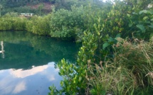 La mangrove : notre amie ou notre ennemie ? 