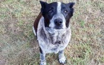 Il protège une enfant perdue dans le bush australien: Max le chien honoré par la police