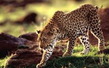 Un enfant dévoré par un léopard dans un parc national d'Ouganda