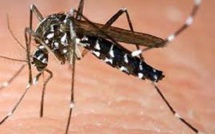 Un bébé de six mois meurt de la dengue en Nouvelle-Calédonie