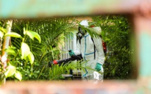 L'épidémie de dengue se poursuit à La Réunion