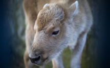 Rarissime naissance d'une bisonne blanche au zoo de Belgrade