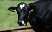Elle quitte l'UE par mégarde: une vache bulgare en danger de mort
