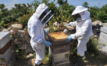 Du glyphosate dans du miel: plainte d'apiculteurs contre Bayer