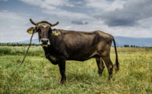 Penka, la vache fugueuse sortie de l'UE, échappe à l'abattoir