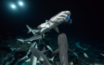 Documentaire - 700 requins dans la nuit : " Une fierté pour toute la Polynésie "