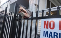 Une tête de requin empalée sur une façade en Australie