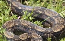 Un python de 4 m retrouvé dans la forêt de Nelle-Calédonie