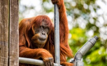 L'orang-outang le plus âgé du monde meurt dans un zoo australien