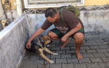 La mairie de Papeete jette les chiens de SDF à la fourrière