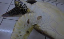 Un pêcheur condamné pour avoir capturé et tué 9 tortues