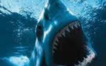 Nouvelle attaque de requin aux îles Tonga