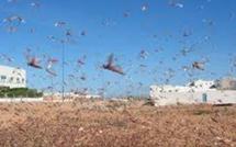 Australie: Les inondations découvrent d’énormes nids de sauterelles