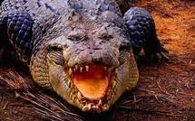 DARWIN: Un crocodile  s’en prend à une pirogue au Nord de l’Australie