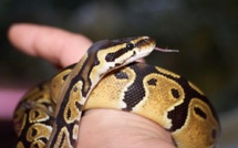 Un python royal découvert dans un immeuble de Clermont-Ferrand